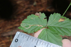 Stigmella villosella