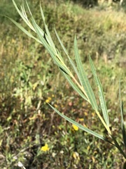 Salix exigua