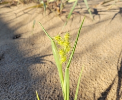 Cenchrus tribuloides