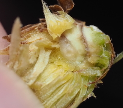 Andricus quercusfoliatus