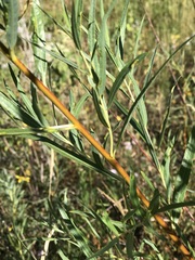 Salix exigua