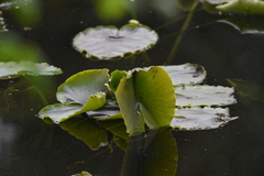 Nuphar polysepala