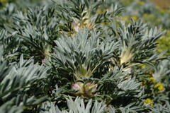 Astragalus arnacantha
