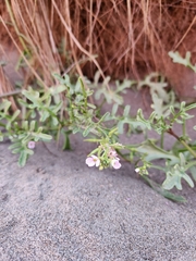 Cakile maritima