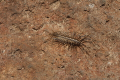 Scutigera linceci