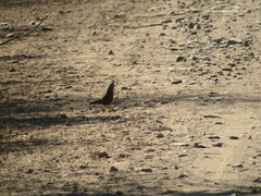 Rhinocrypta lanceolata