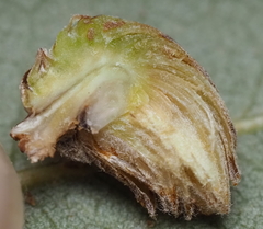 Andricus quercusfoliatus