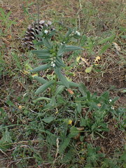 Buglossoides arvensis