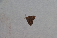 Zanclognatha dentata