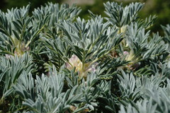 Astragalus arnacantha
