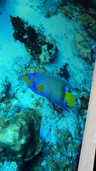 Holacanthus ciliaris