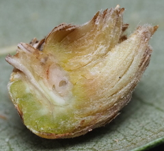Andricus quercusfoliatus