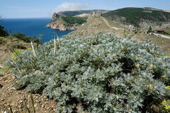 Astragalus arnacantha