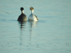 Podiceps occipitalis