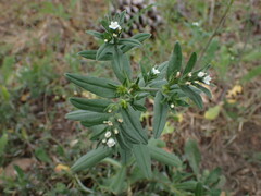Buglossoides arvensis