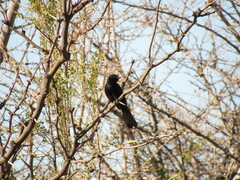Icterus pyrrhopterus