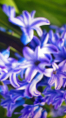 Hyacinthus orientalis