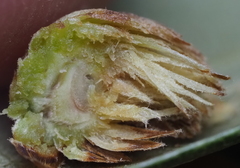 Andricus quercusfoliatus