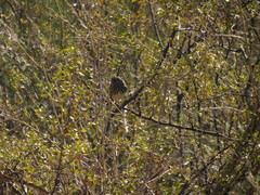 Anairetes flavirostris