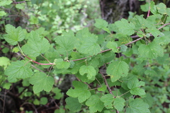 Ribes ciliatum