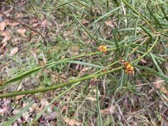 Daviesia leptophylla