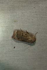 Abagrotis alternata