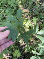 Lonicera villosa