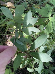 Lonicera villosa