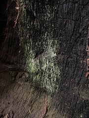 Chrysothrix candelaris