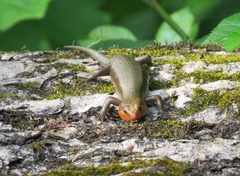 Plestiodon