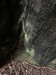 Chrysothrix candelaris