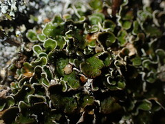 Psoraceae