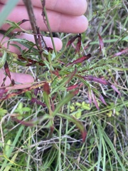Oenothera filipes