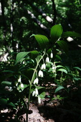 Polygonatum latifolium