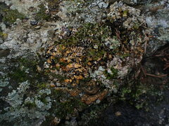 Psoraceae