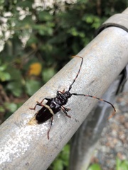 Trachyderes succinctus