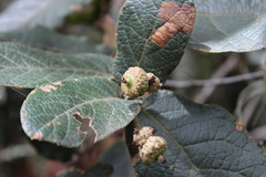 Quercus crassifolia