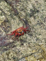 Grapsus grapsus