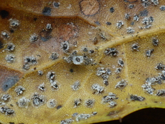 Aleuroplatus coronata