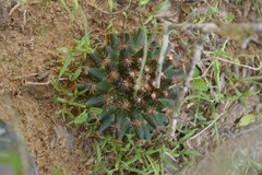 Mammillaria heyderi