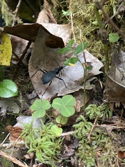 Scaphinotus angusticollis