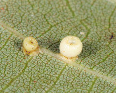 Caryomyia