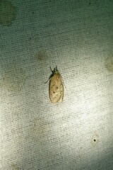 Machimia tentoriferella