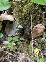 Scaphinotus angusticollis