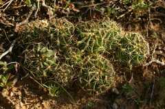 Hamatocactus setispinus