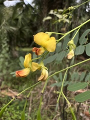 Sesbania vesicaria