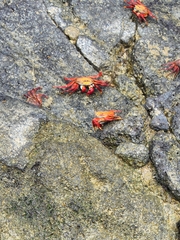 Grapsus grapsus