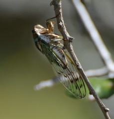 Diceroprocta marevagans