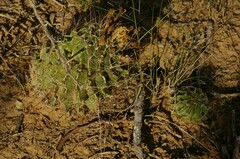 Hamatocactus setispinus