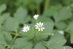 Stellaria cuspidata